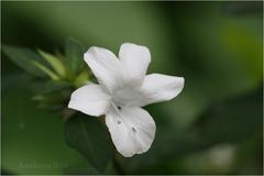 Barleria cristata var. dichotoma
